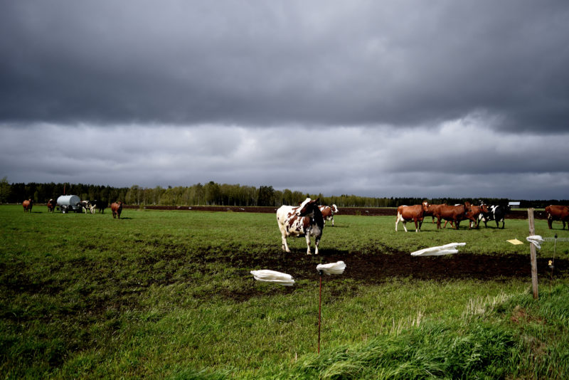 SLC - Djur-på-bete-blåsigt-väder