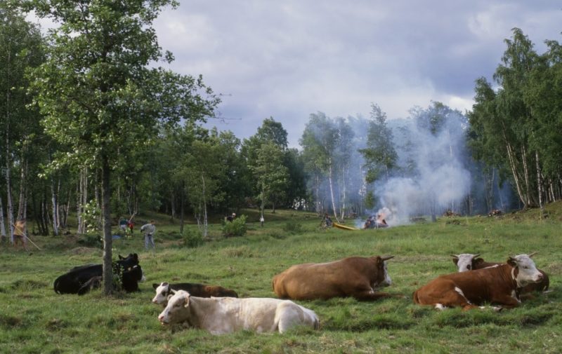 SLC - Bild For Mediebruk Landskapsvard I Skargardshavets Nationalpark Beskuren