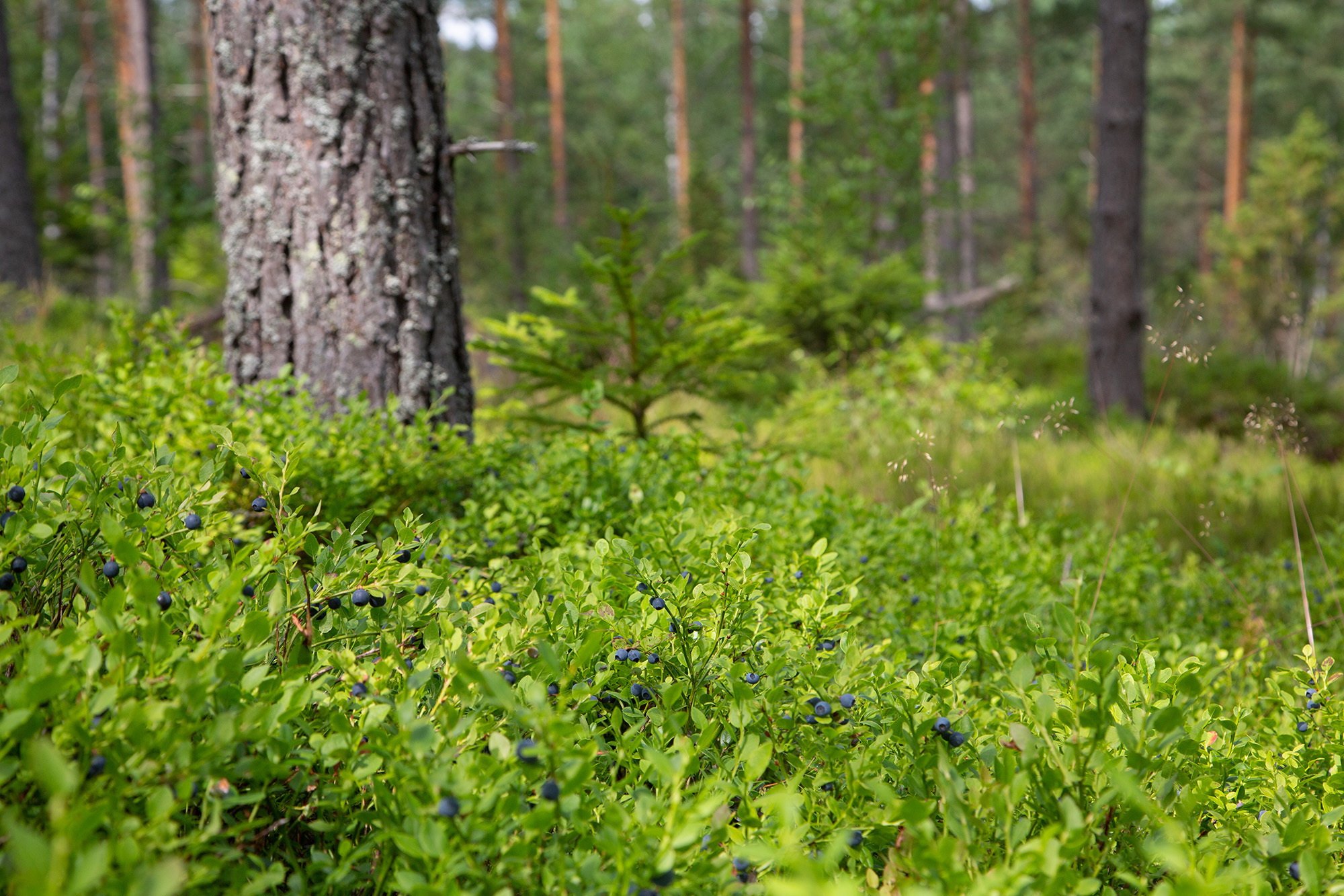 SLC - RJT 1952478 skog blabar webb
