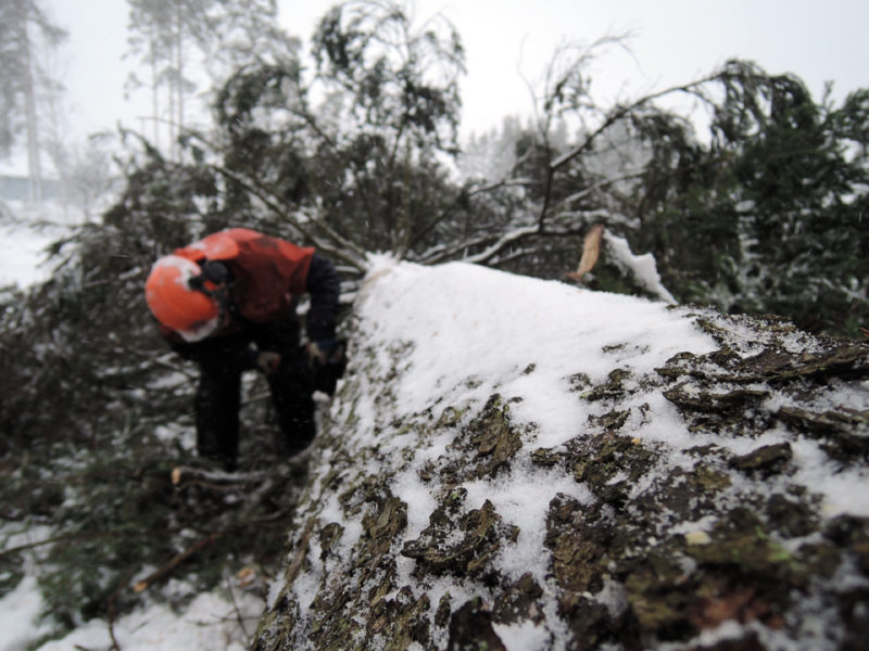 SLC - Skogsvardsforeningarna Bild Webben