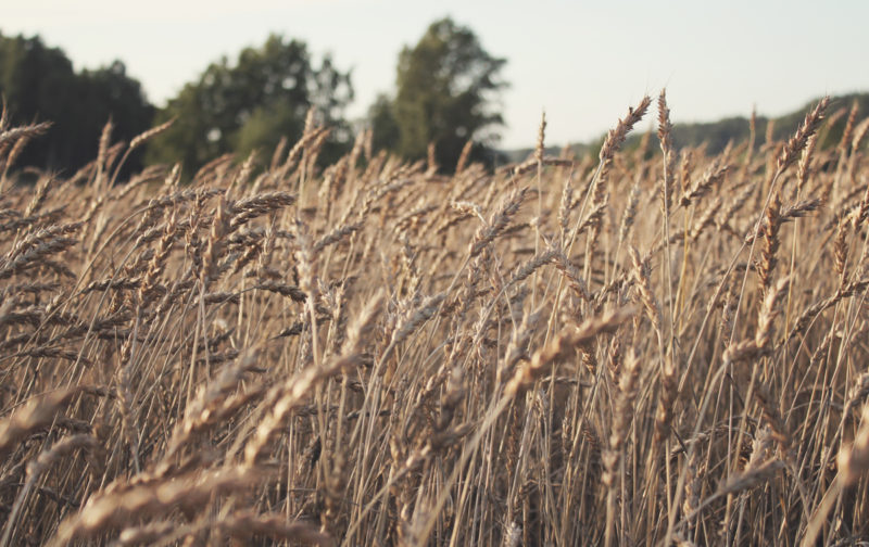 SLC - Slc Wheat